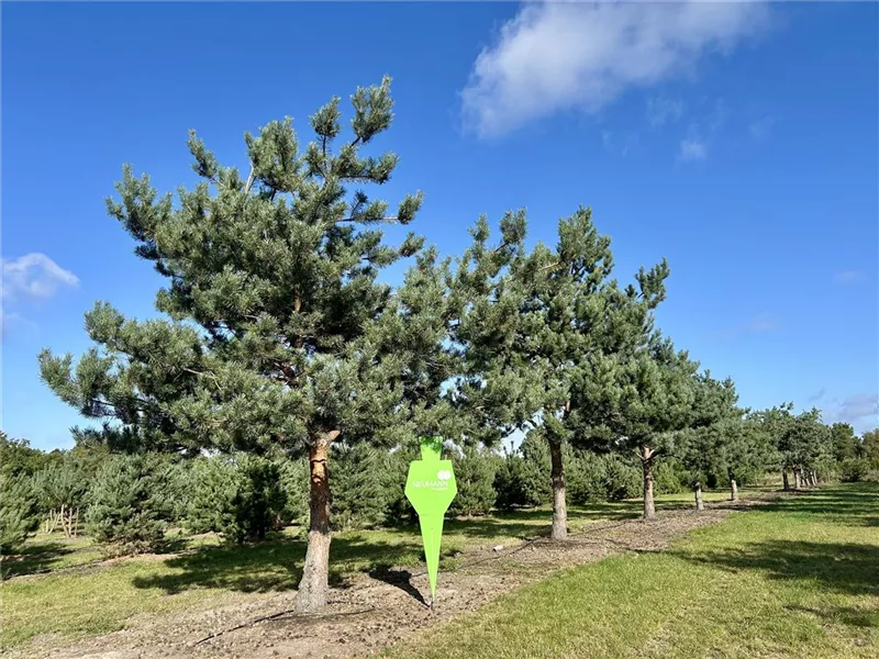 Pinus sylvestris