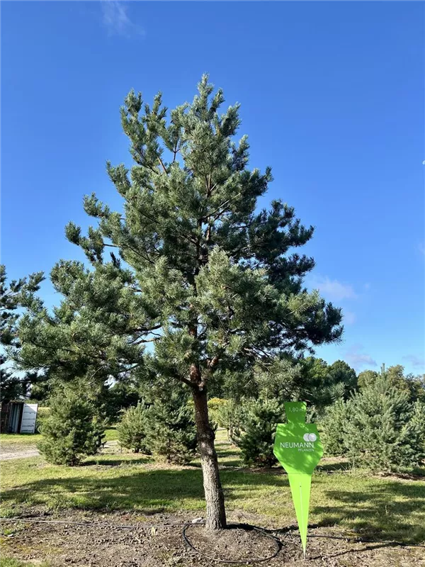 Pinus sylvestris