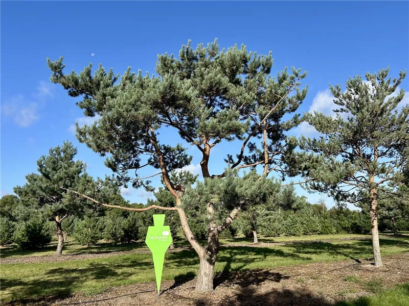 Pinus sylvestris