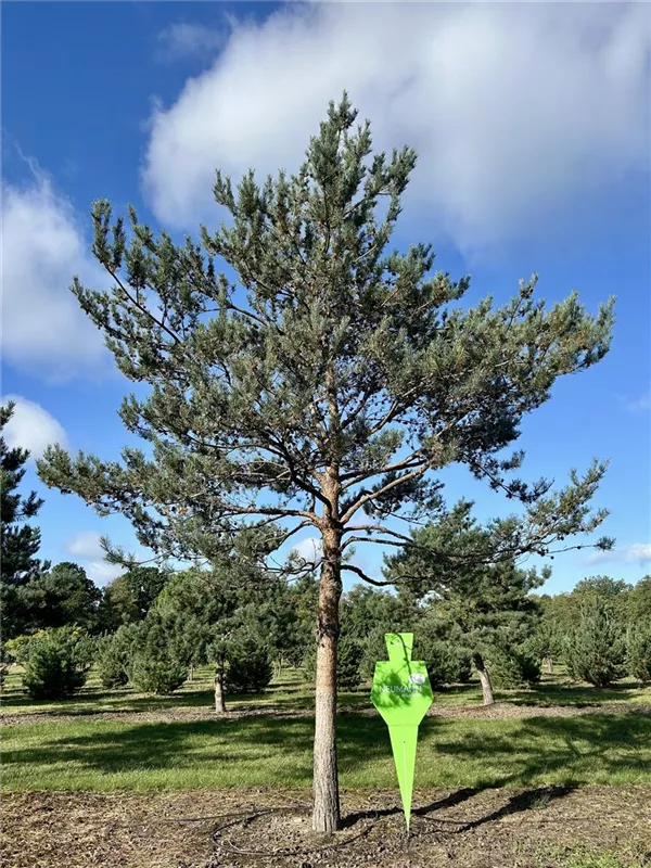 Pinus sylvestris