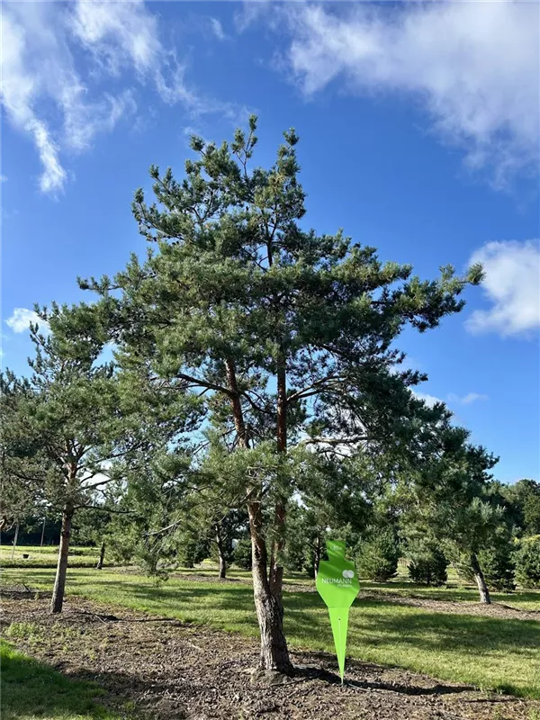 Pinus sylvestris
