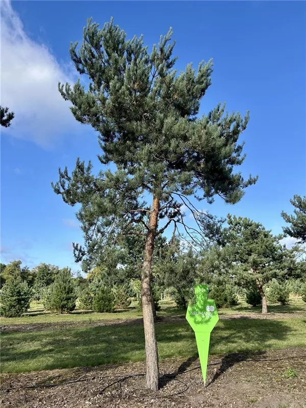 Pinus sylvestris