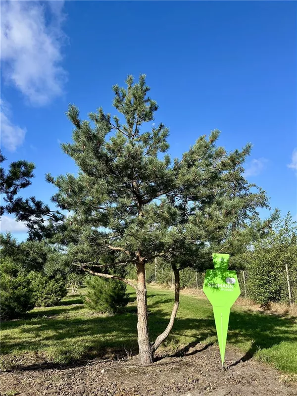Pinus sylvestris