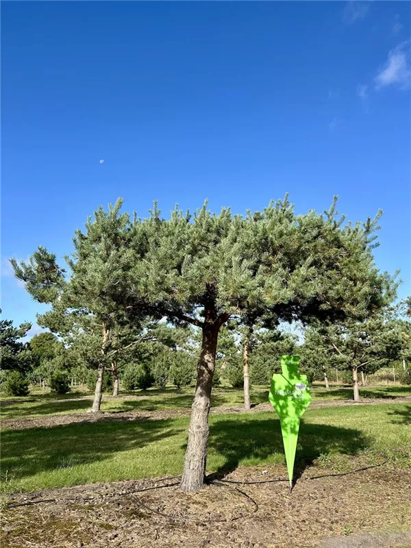 Pinus sylvestris