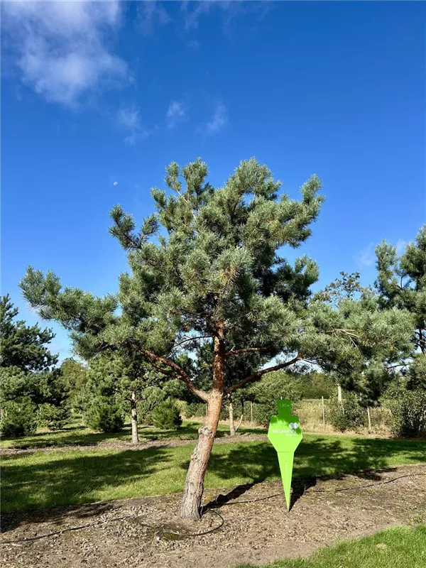 Pinus sylvestris