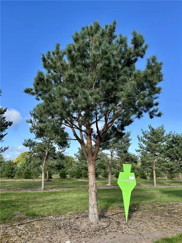 Pinus sylvestris