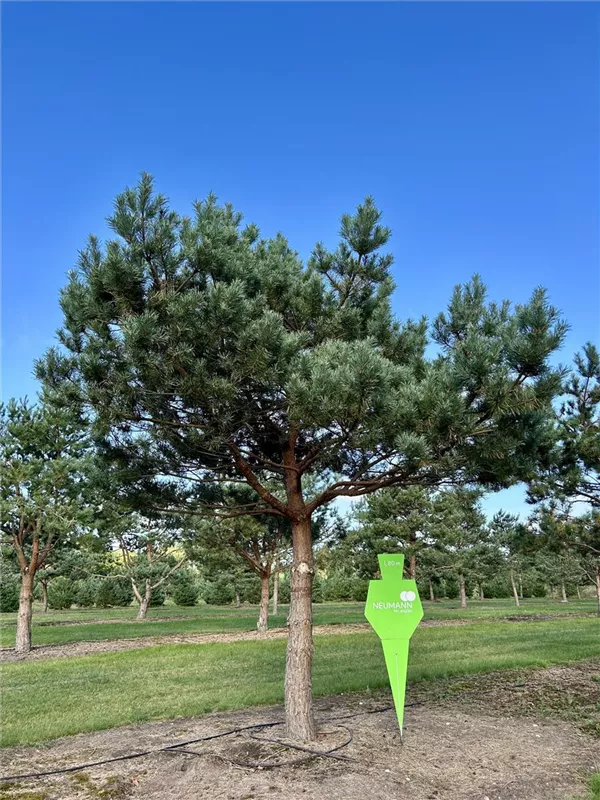 Pinus sylvestris