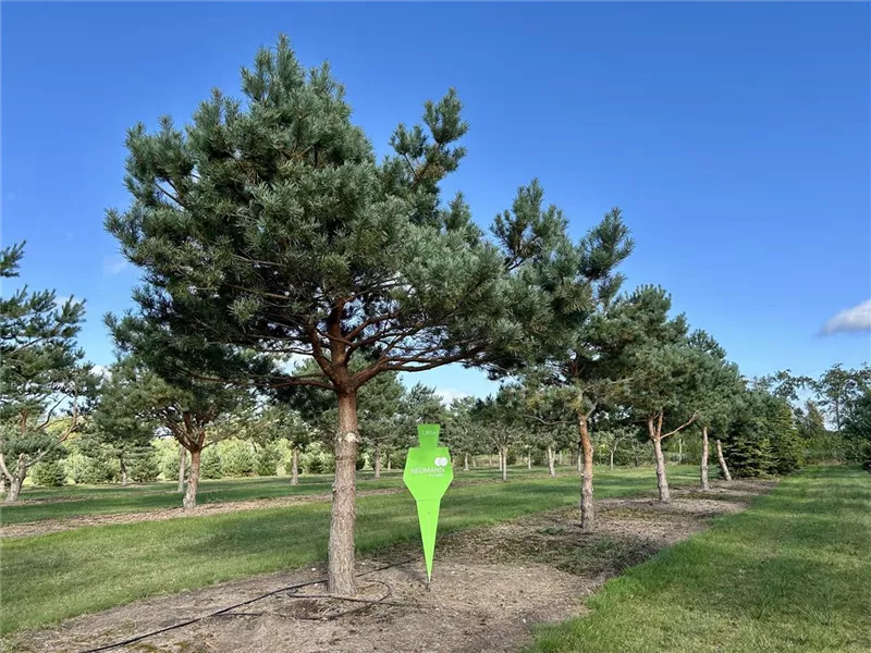 Pinus sylvestris