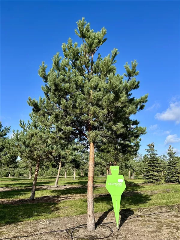 Pinus sylvestris