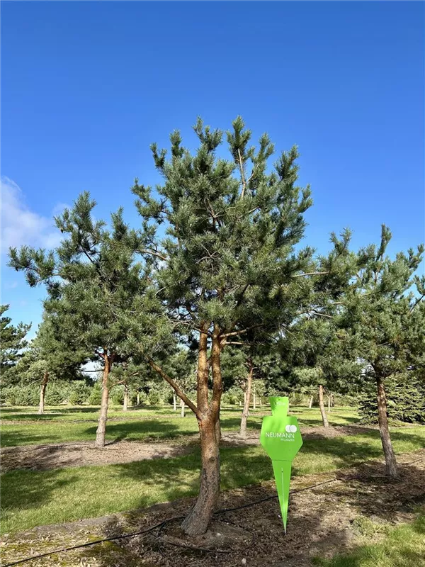 Pinus sylvestris