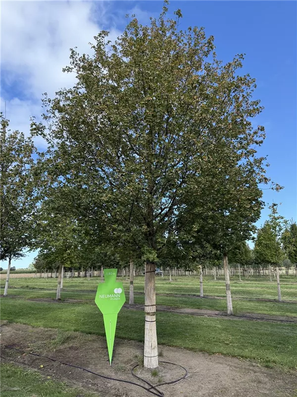 Acer campestre 'Elsrijk'