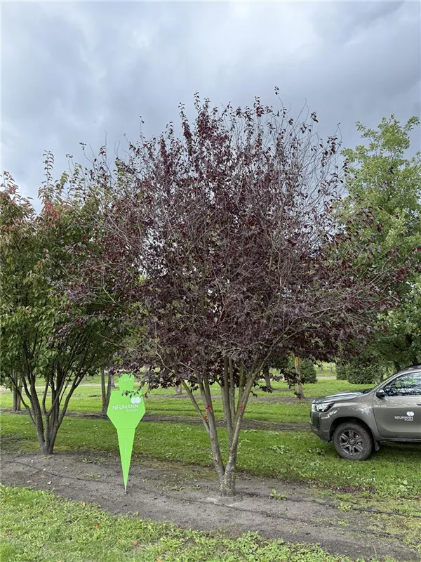 Prunus cerasifera 'Nigra'