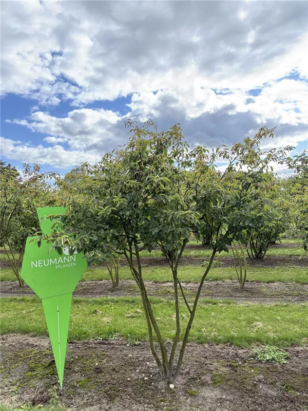 Amelanchier lamarckii