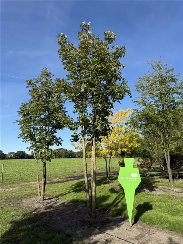 Toona sinensis 'Flamingo'