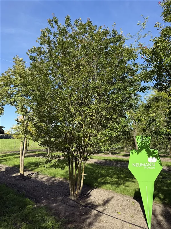 Lagerstroemia indica 'Muskogee'