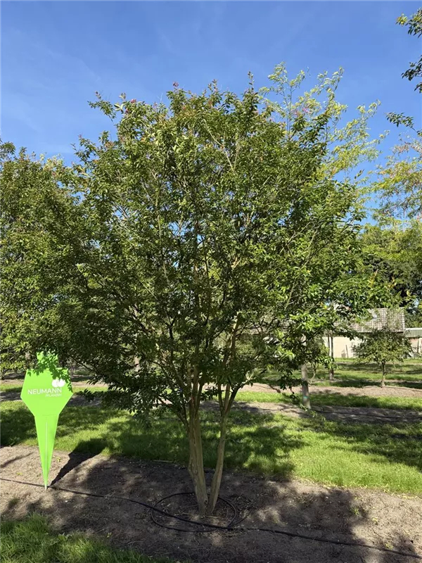 Lagerstroemia indica 'Muskogee'