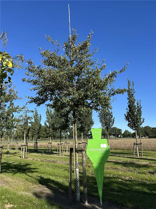 Amelanchier lamarckii