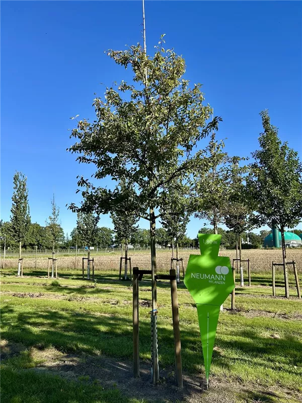 Amelanchier lamarckii