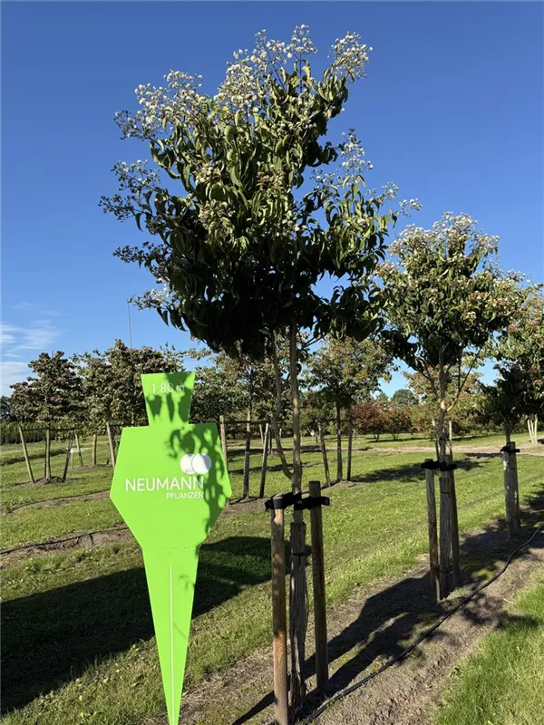 Heptacodium miconioides