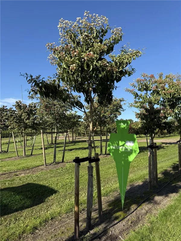 Heptacodium miconioides