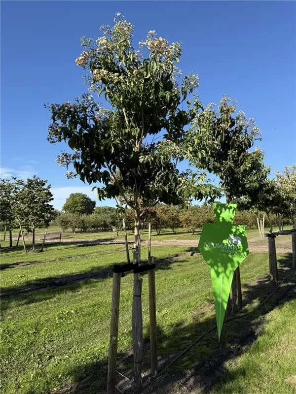 Heptacodium miconioides