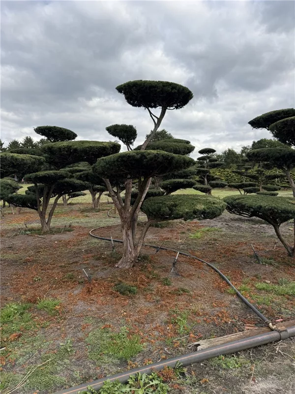 Taxus baccata