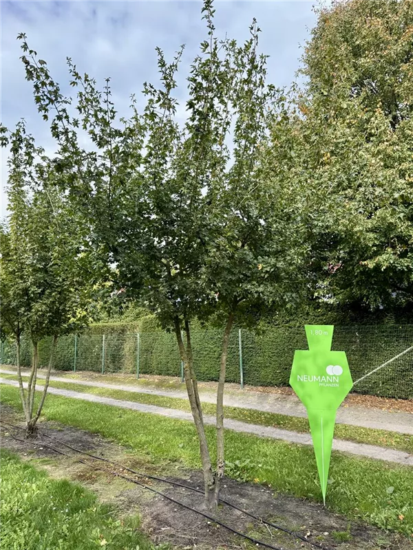 Acer campestre