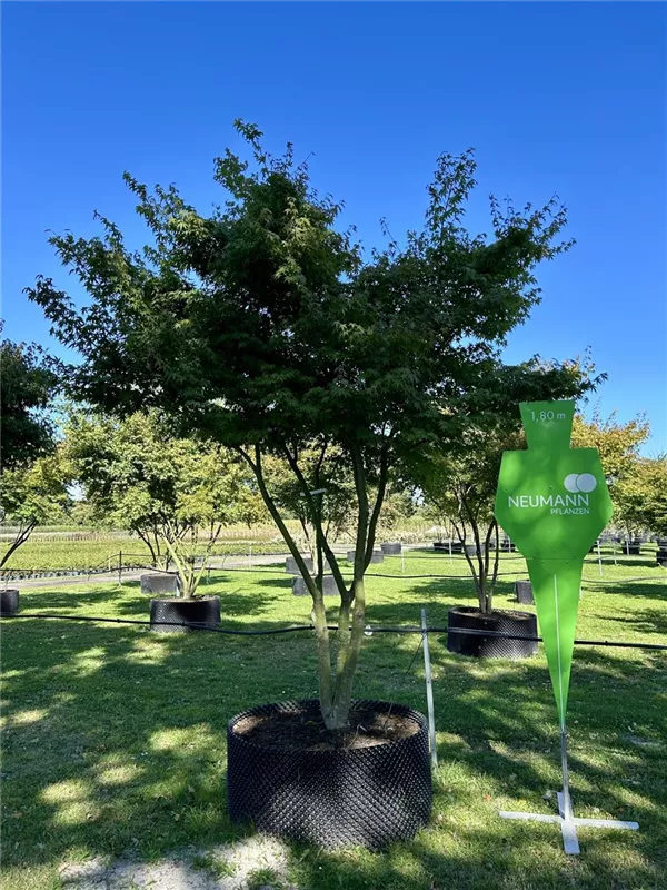 Acer palmatum