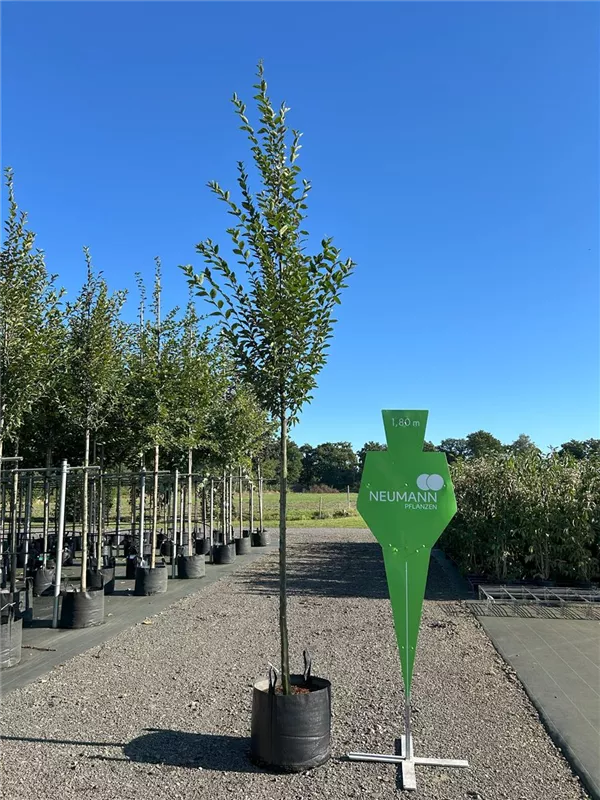 Carpinus betulus 'Fastigiata'