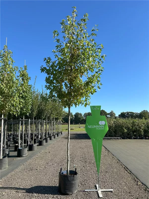 Liquidambar styraciflua 'Worplesdon'