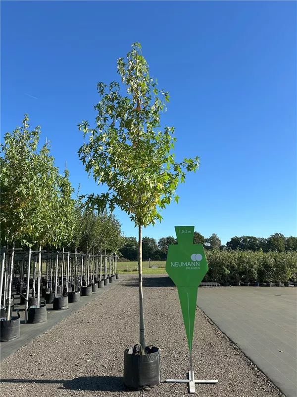 Liquidambar styraciflua 'Worplesdon'