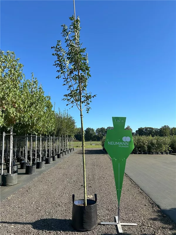 Fraxinus ornus