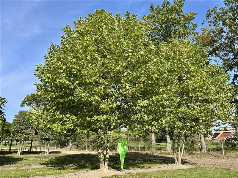 Platanus hispanica