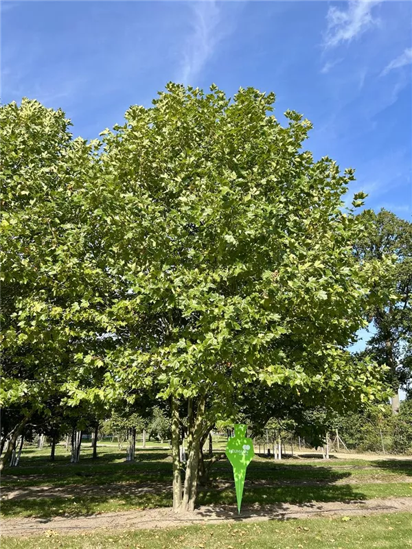 Platanus hispanica