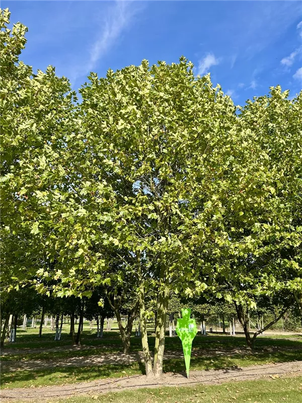 Platanus hispanica