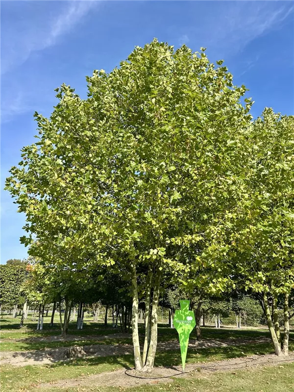 Platanus hispanica