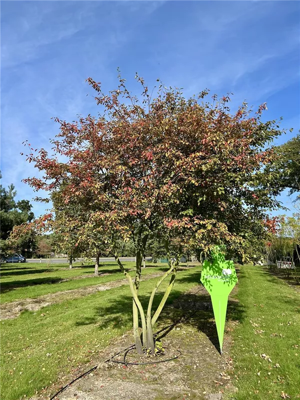 Amelanchier lamarckii
