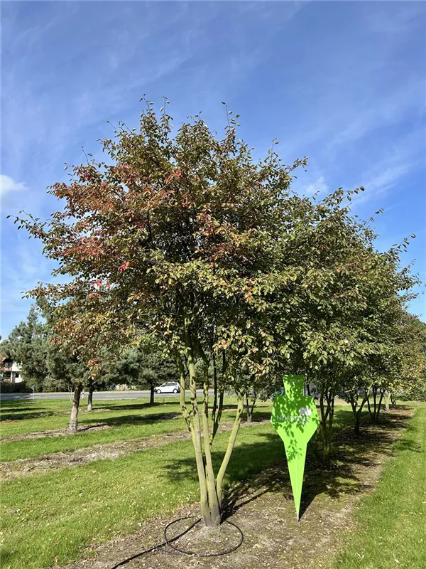 Amelanchier lamarckii