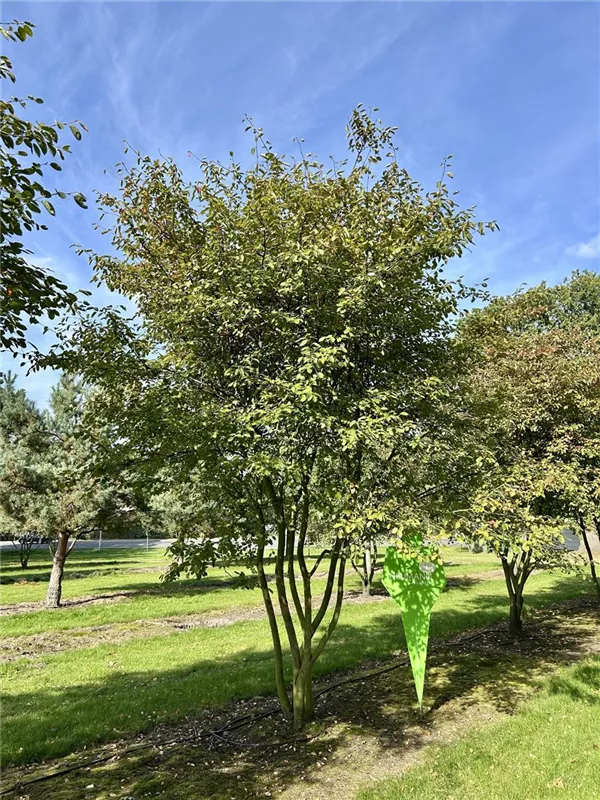 Amelanchier lamarckii