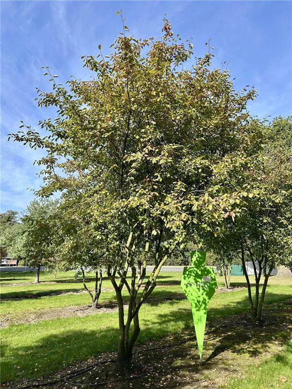 Amelanchier lamarckii