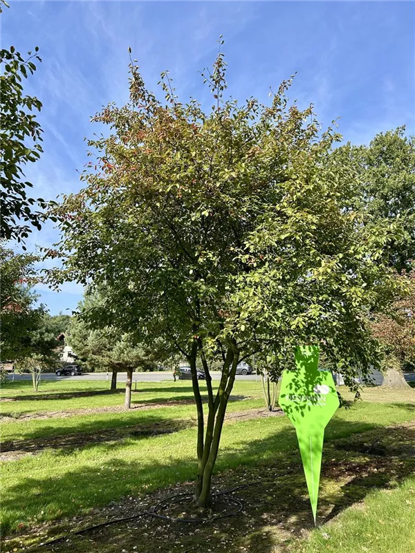 Amelanchier lamarckii