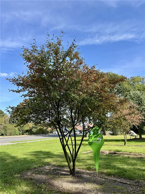 Amelanchier lamarckii