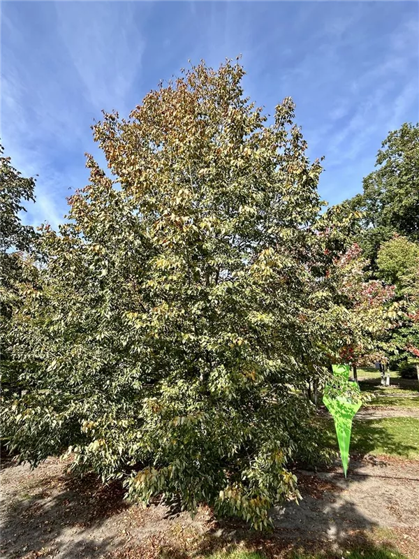 Tilia cordata 'Greenspire'