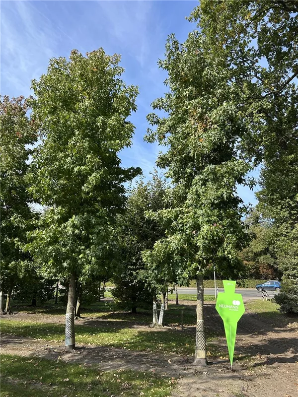 Liquidambar styraciflua 'Palo Alto'