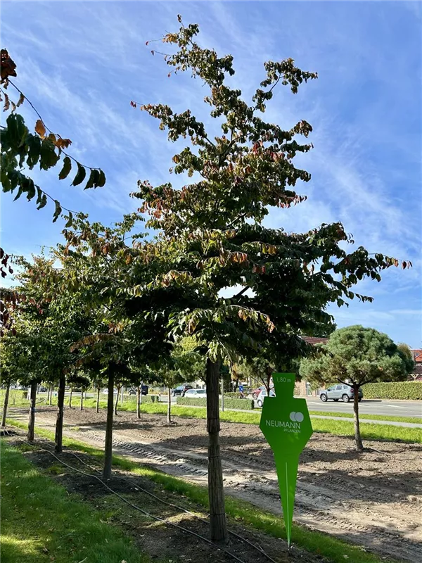 Parrotia persica