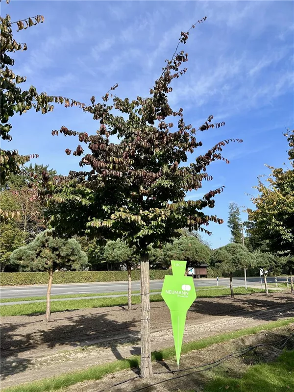 Parrotia persica