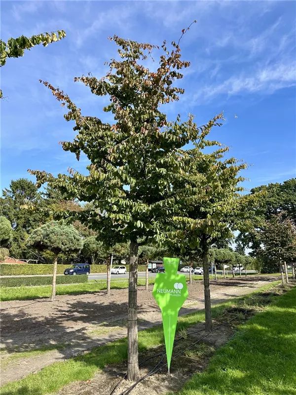 Parrotia persica