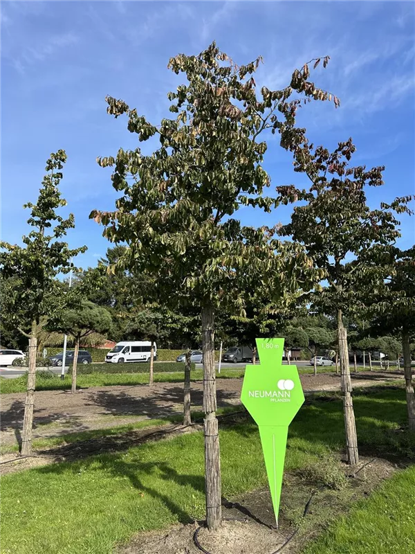 Parrotia persica