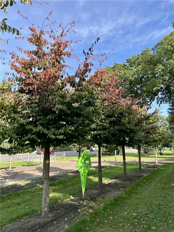Parrotia persica