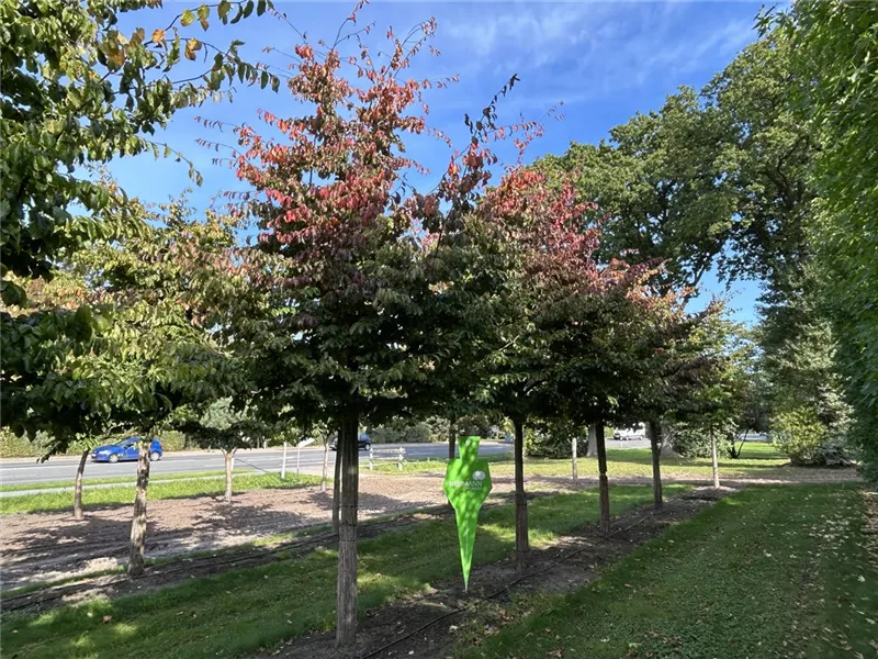 Parrotia persica